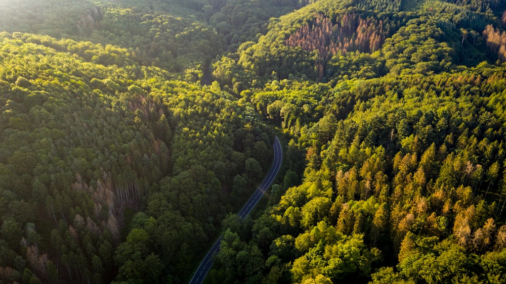 aerial view of green trees and road during daytime