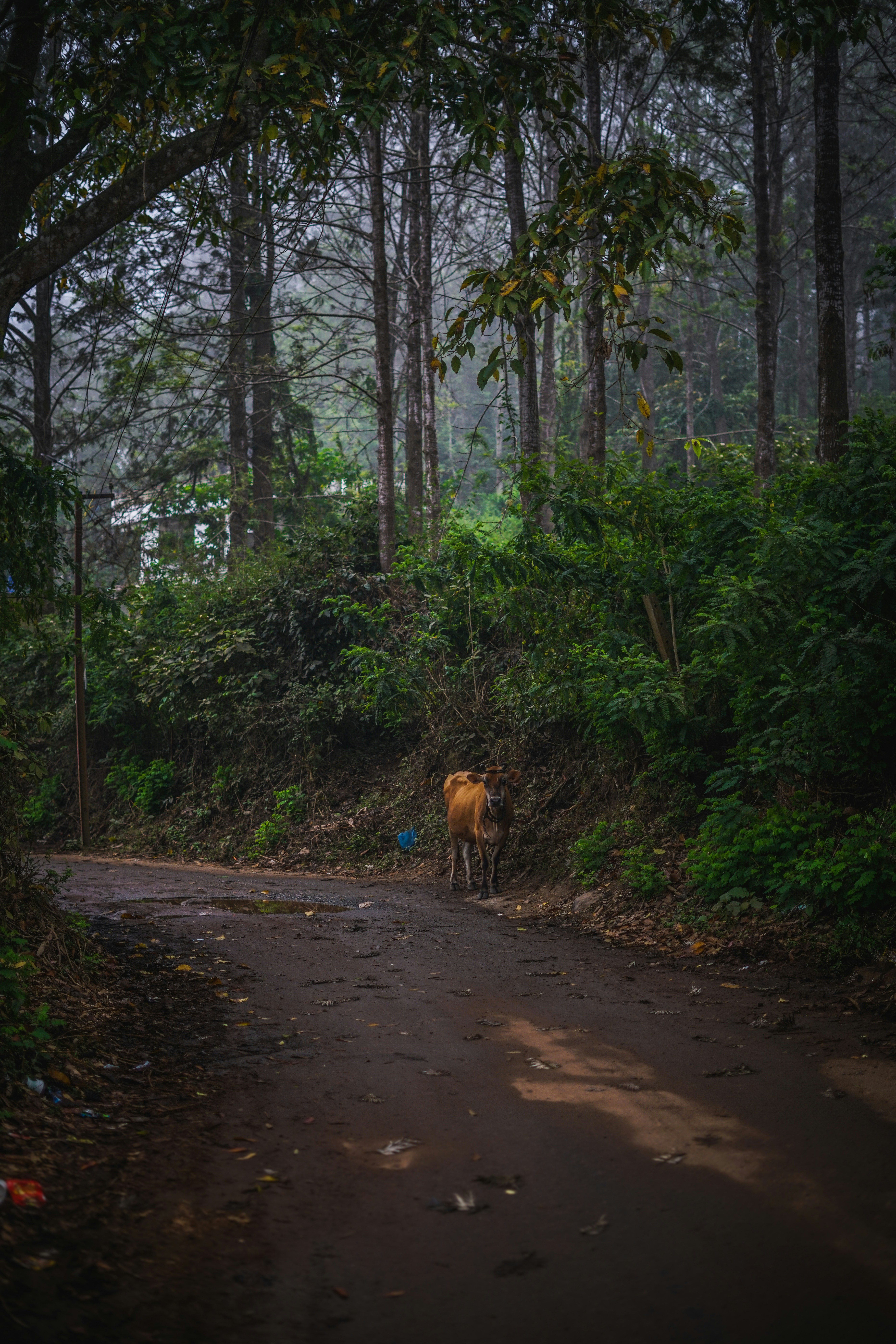 Photo by vasupendyalaa