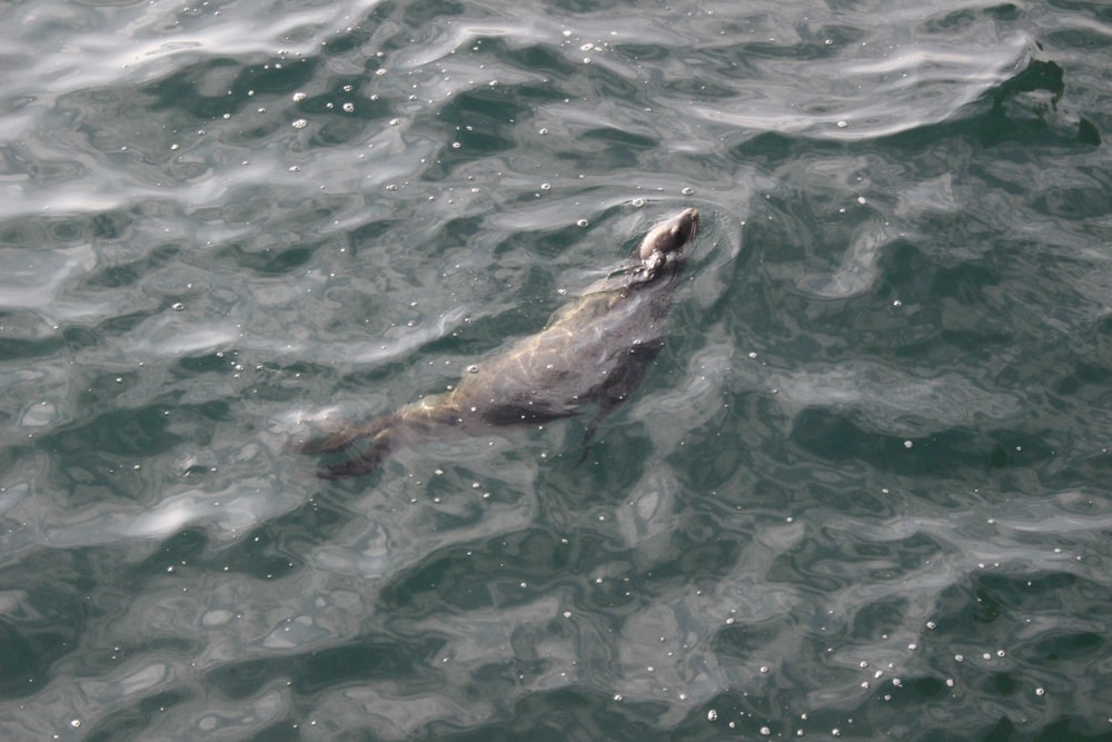 brown sea creature in water