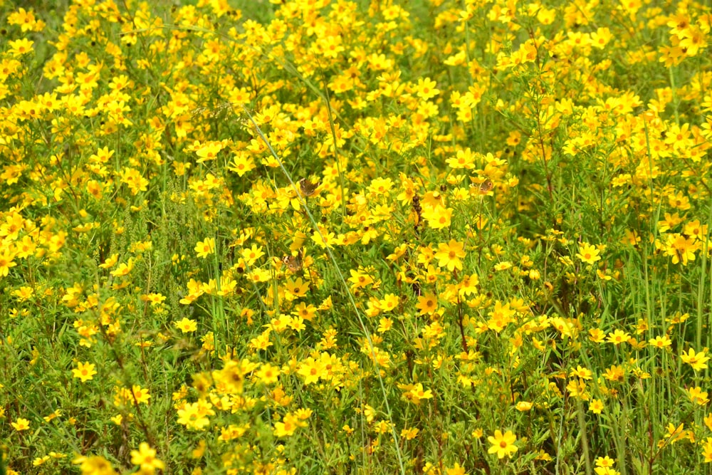 yellow flower field during daytime