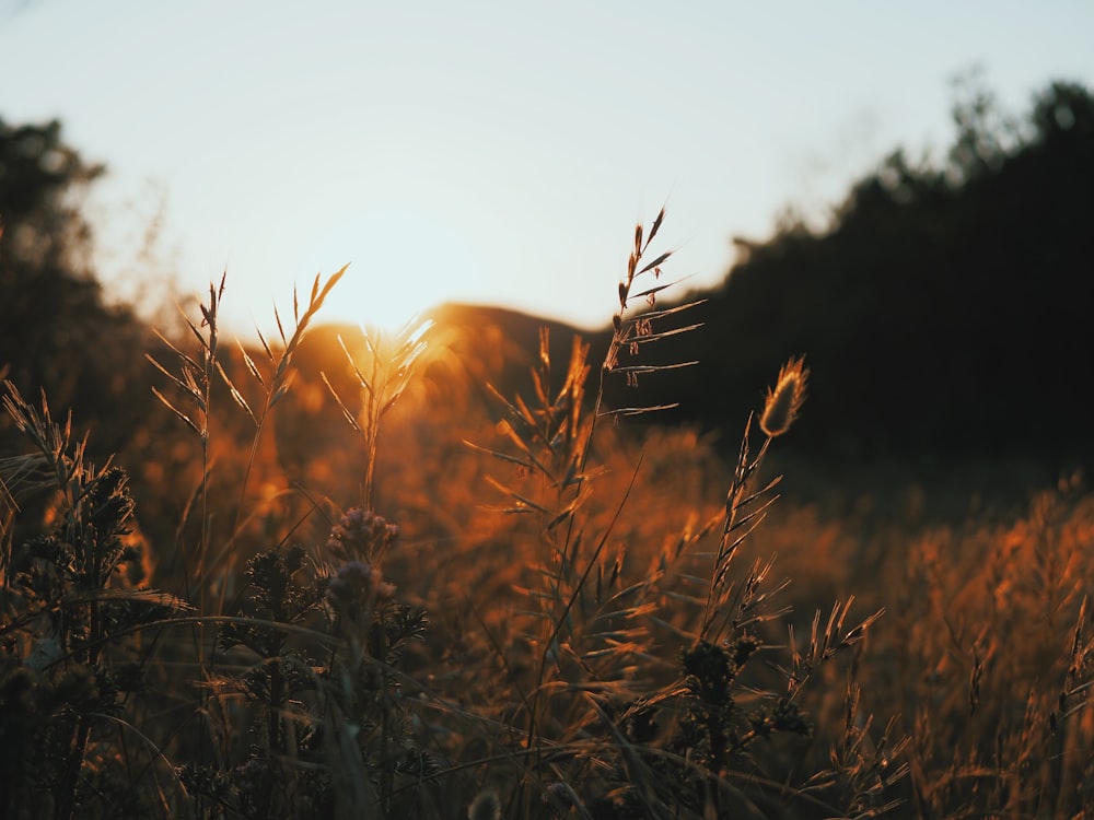 Campo de hierba marrón durante la puesta de sol