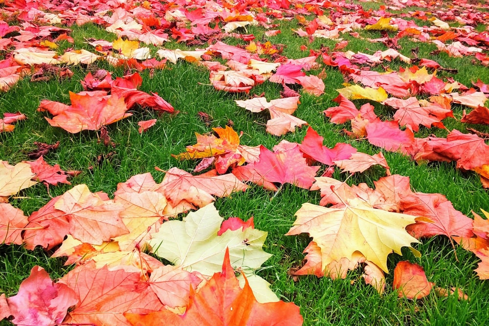 red and green maple leaves on green grass