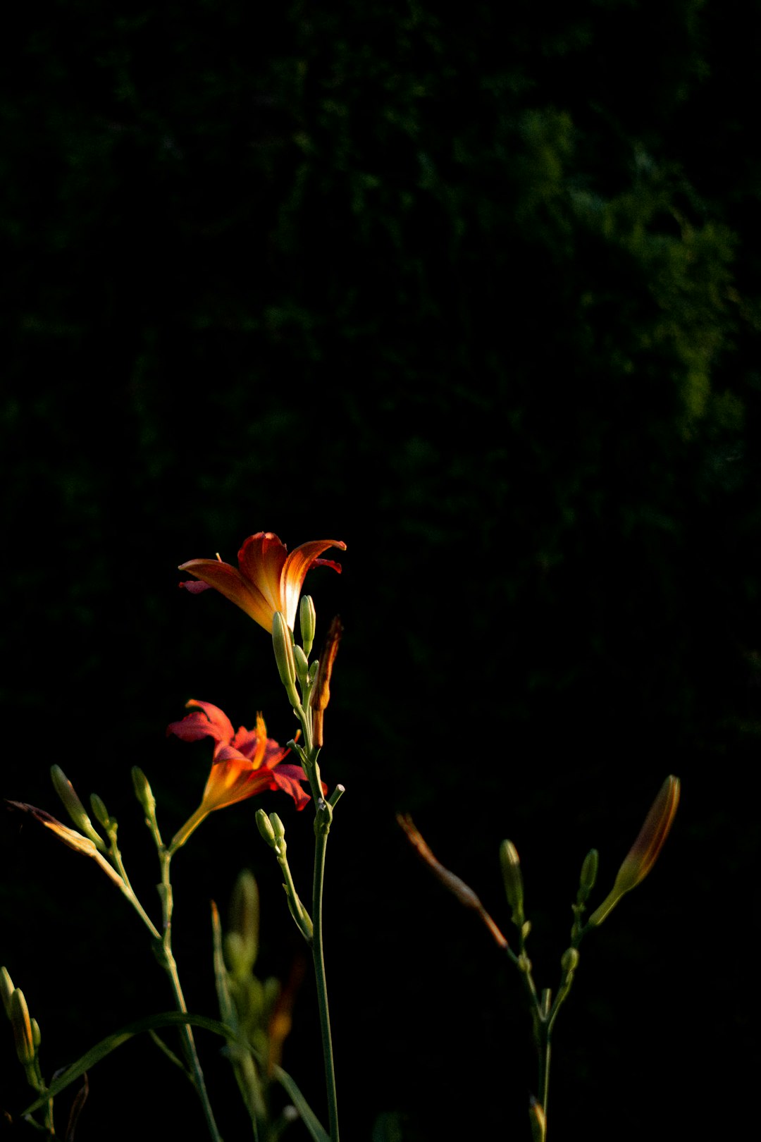 red flower in tilt shift lens