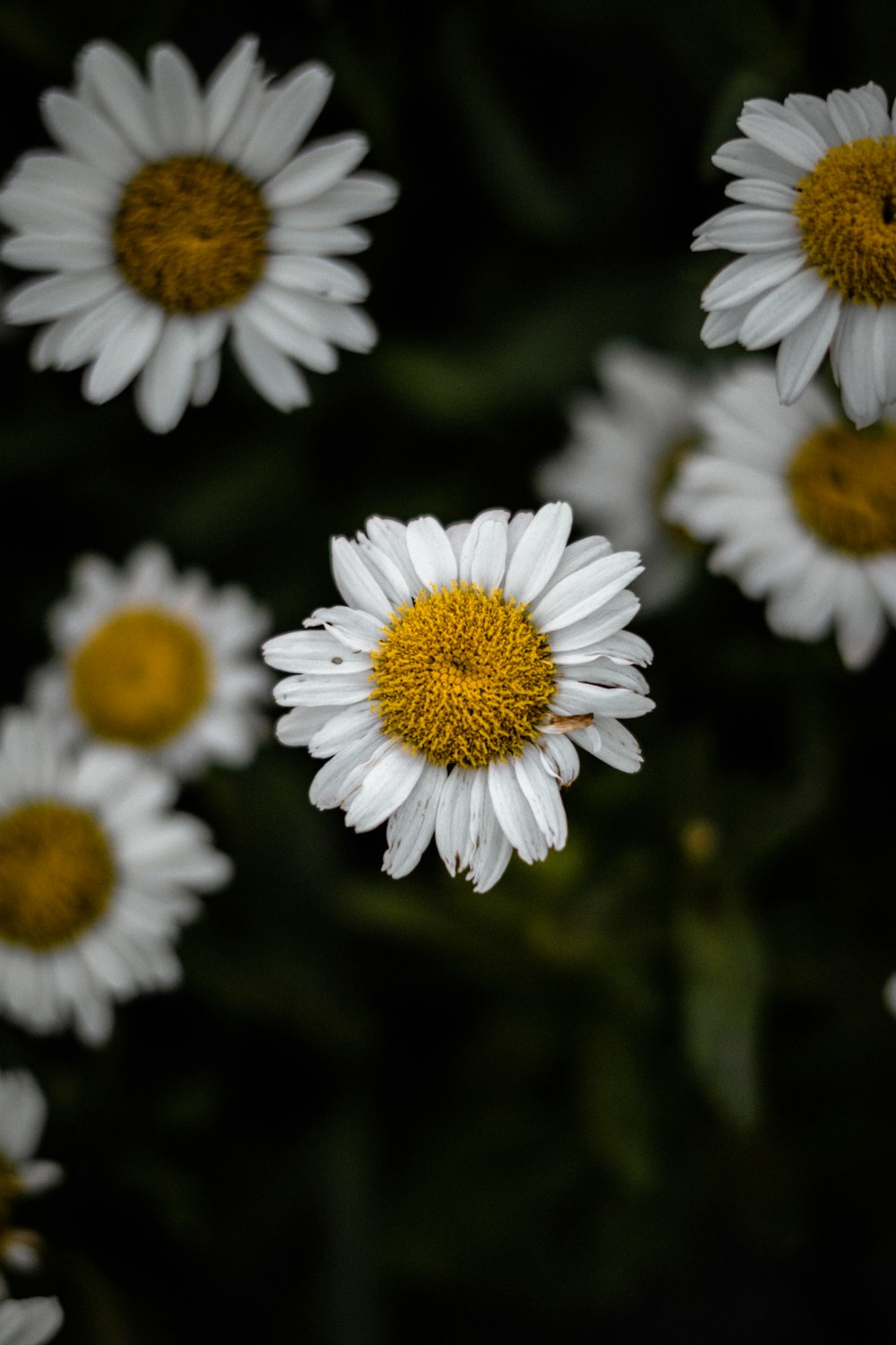 white and yellow daisy flowers