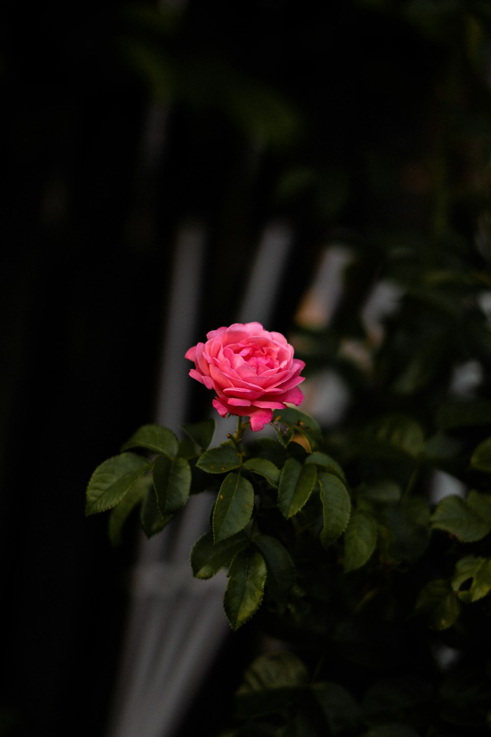 pink rose in bloom during daytime