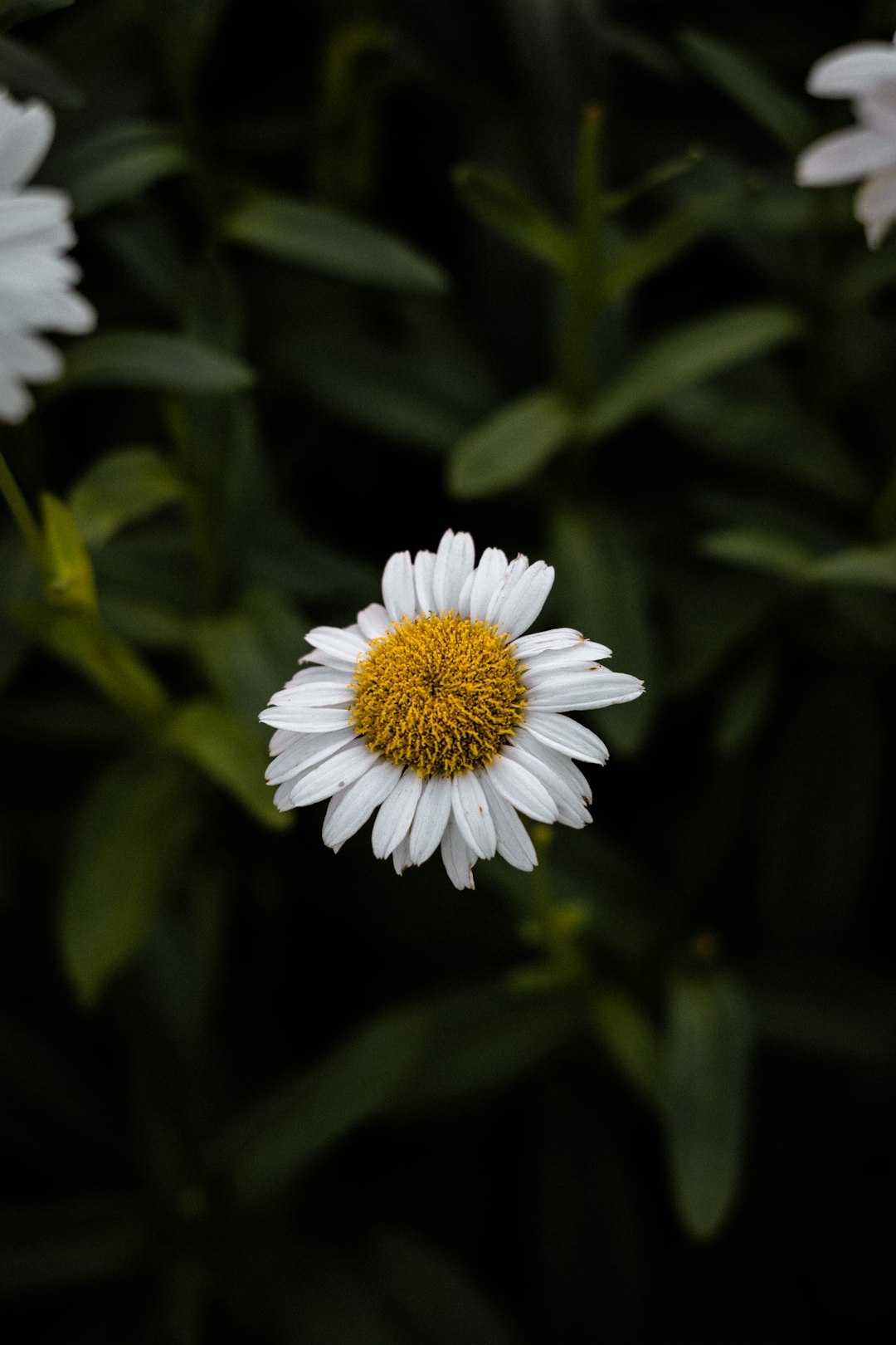 white daisy in bloom during daytime