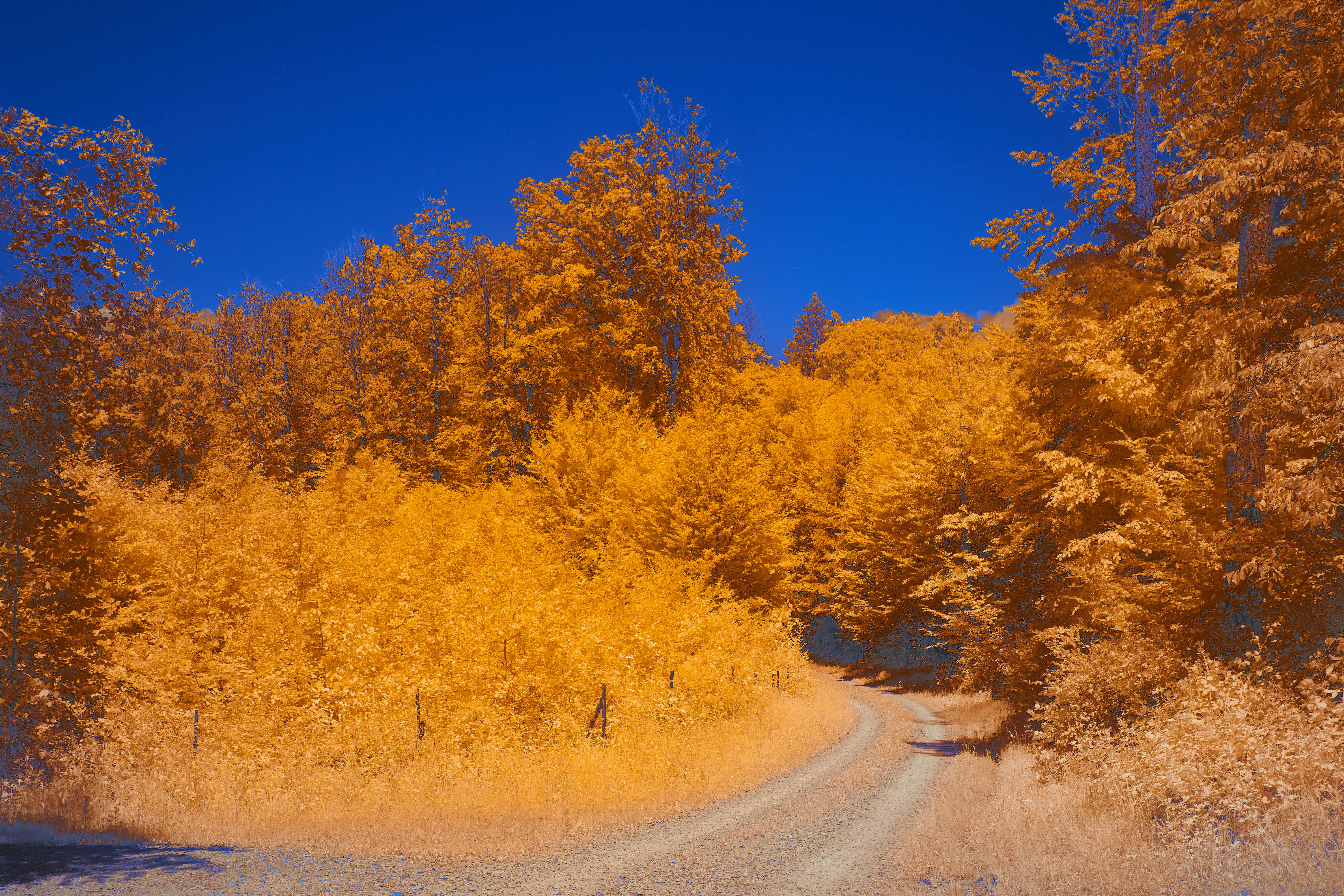 Photo by wolfgang_hasselmann