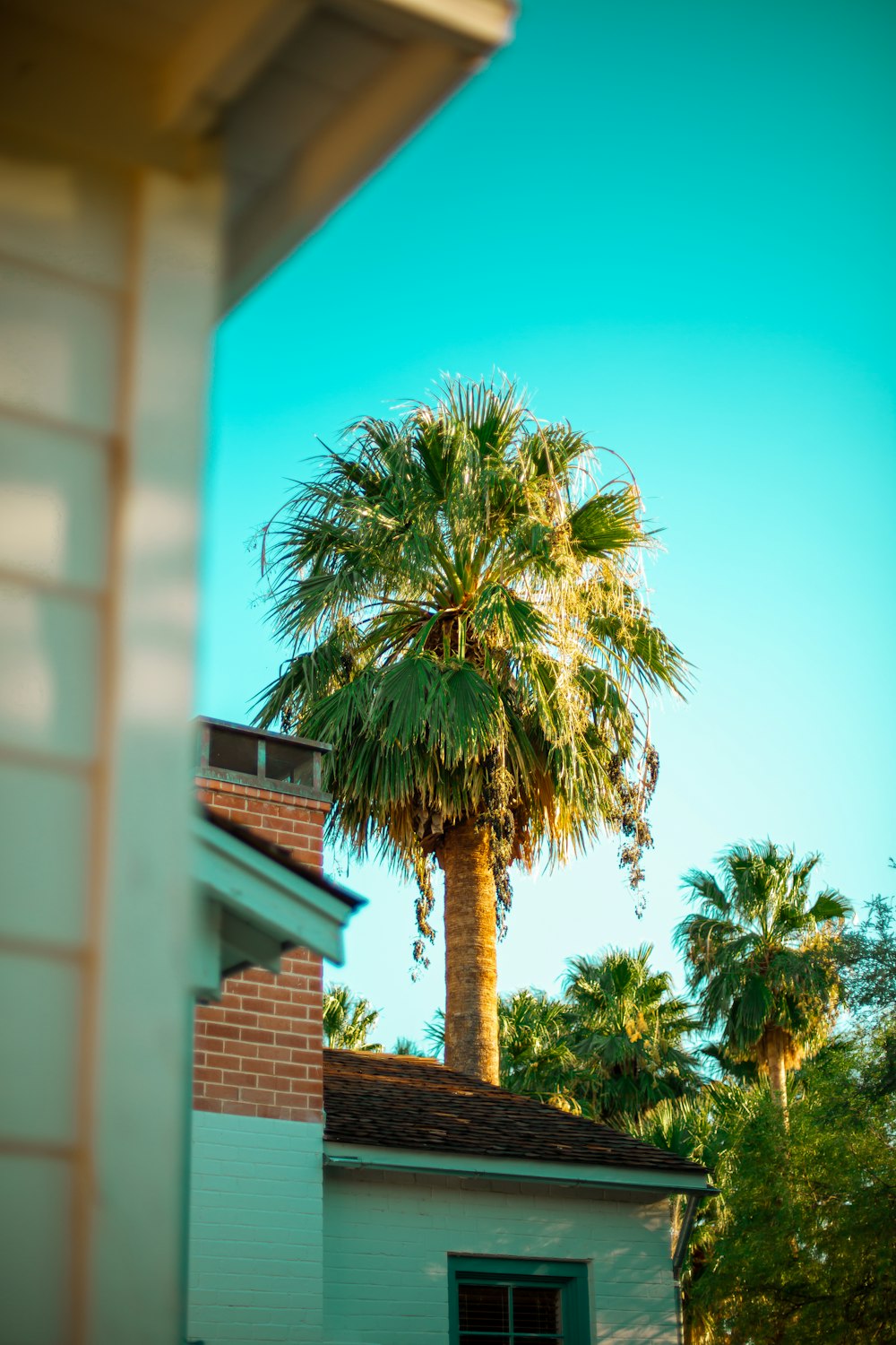 green palm tree near brown brick building during daytime