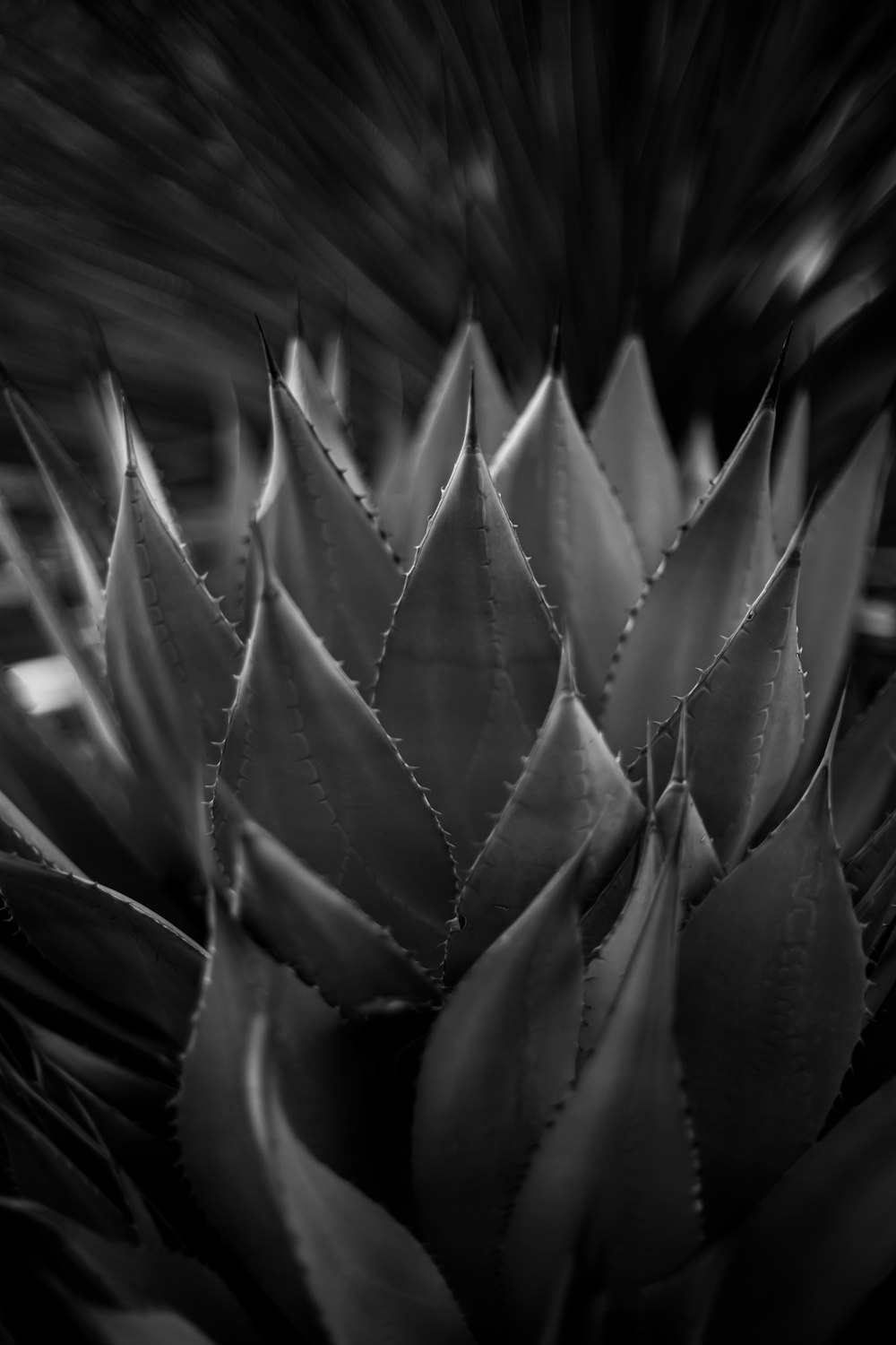 接写の茶色と黒の植物