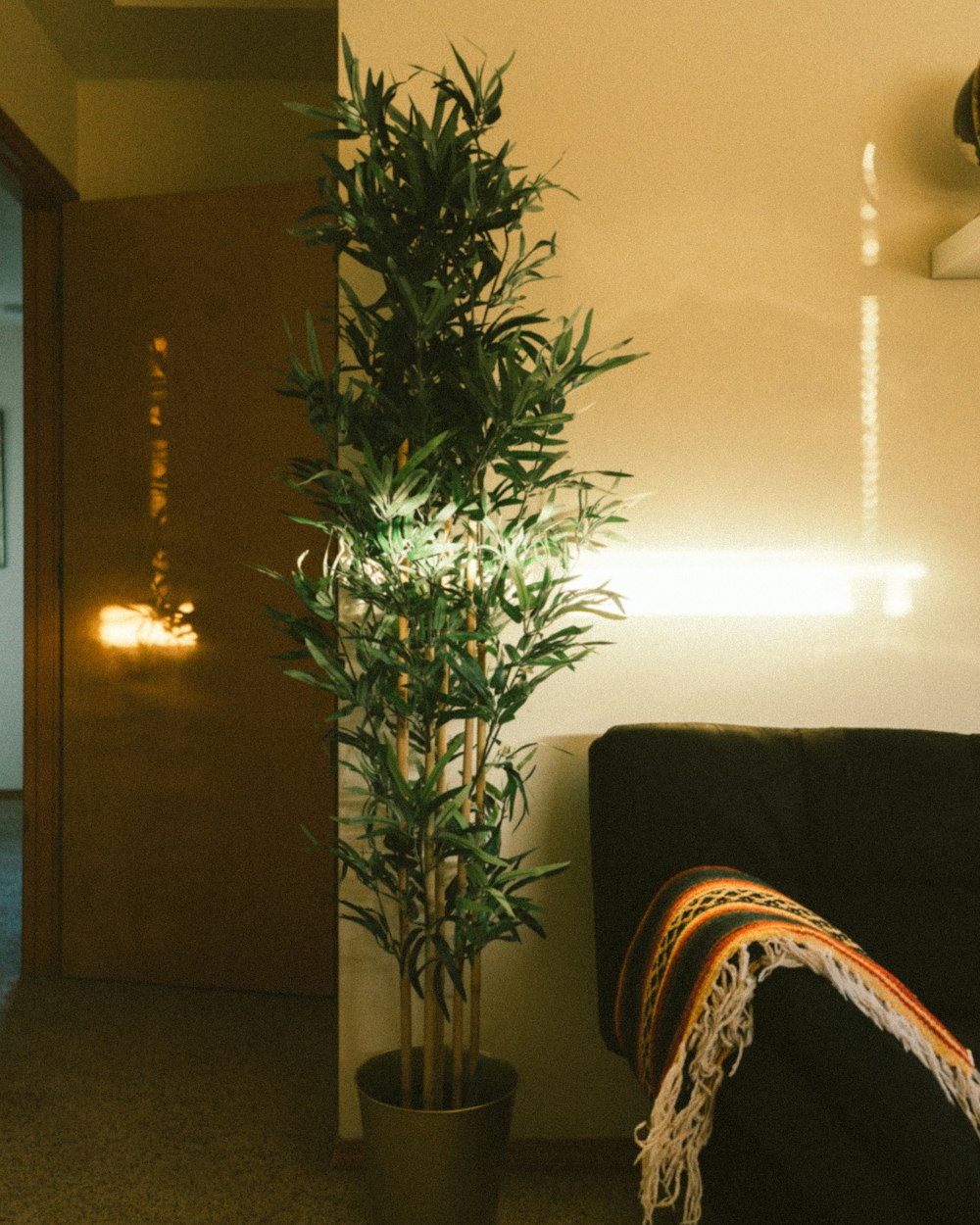 green indoor plant near brown sofa