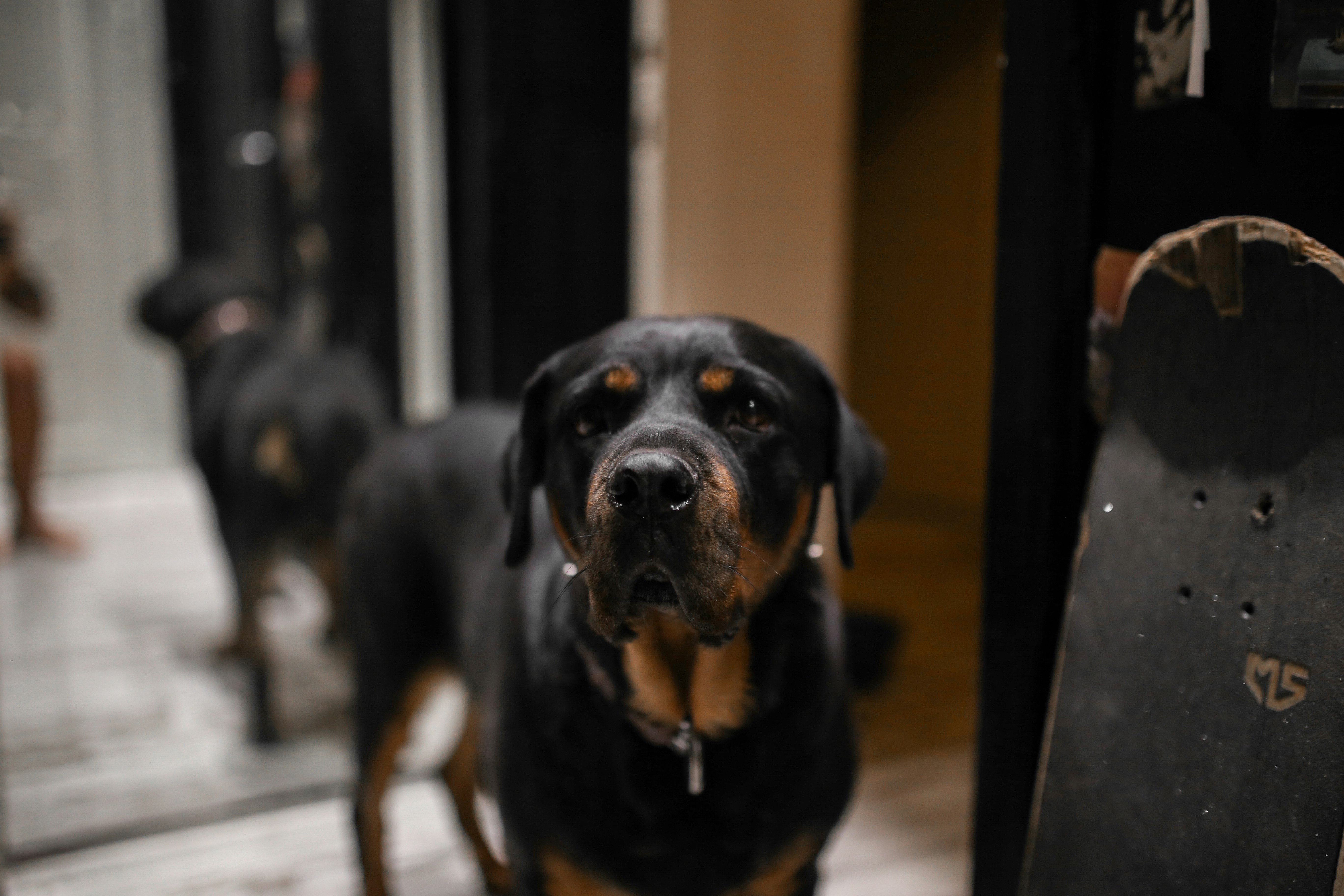 black and tan short coat medium dog