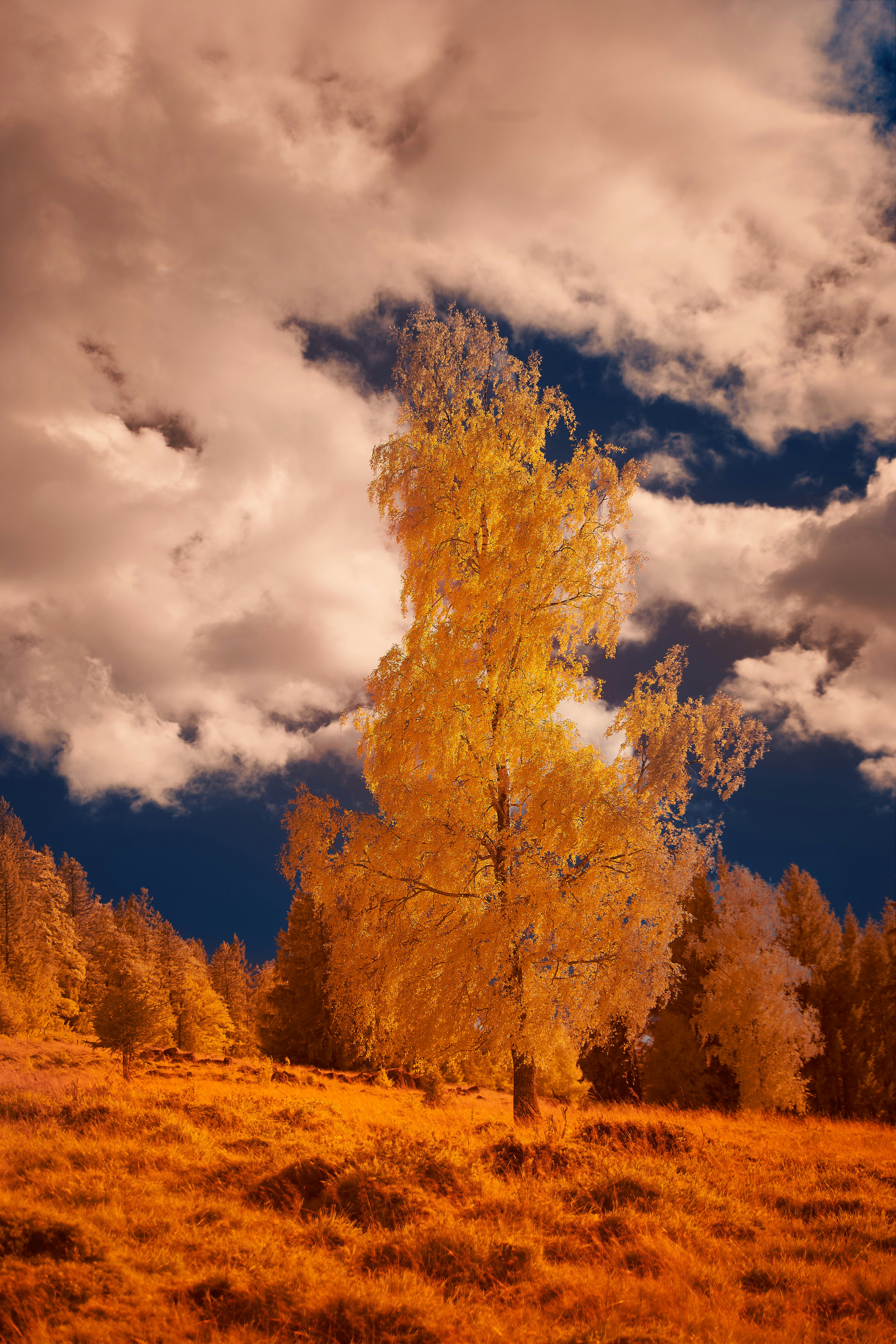 Photo by wolfgang_hasselmann