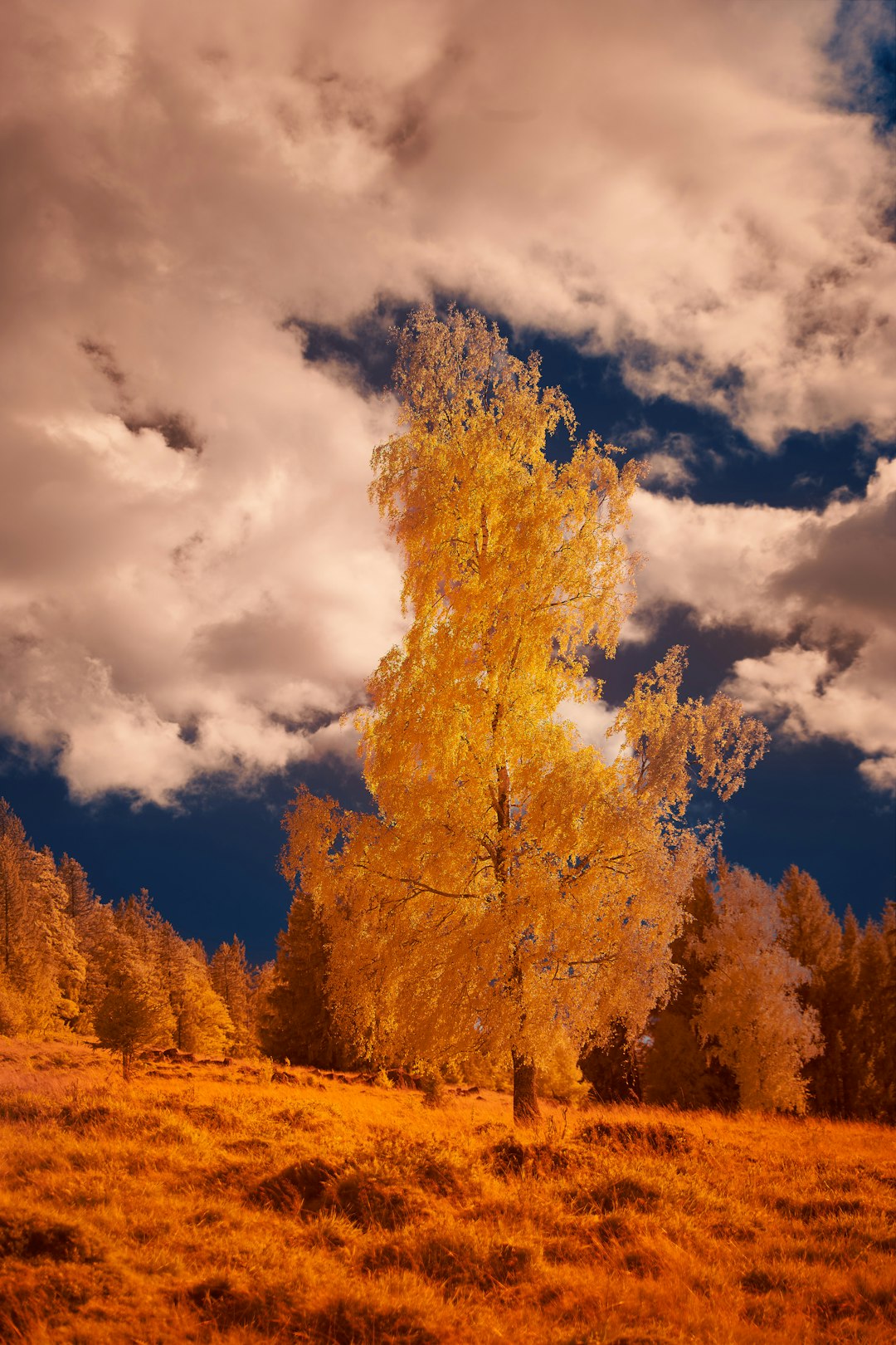 brown trees under white clouds and blue sky during daytime