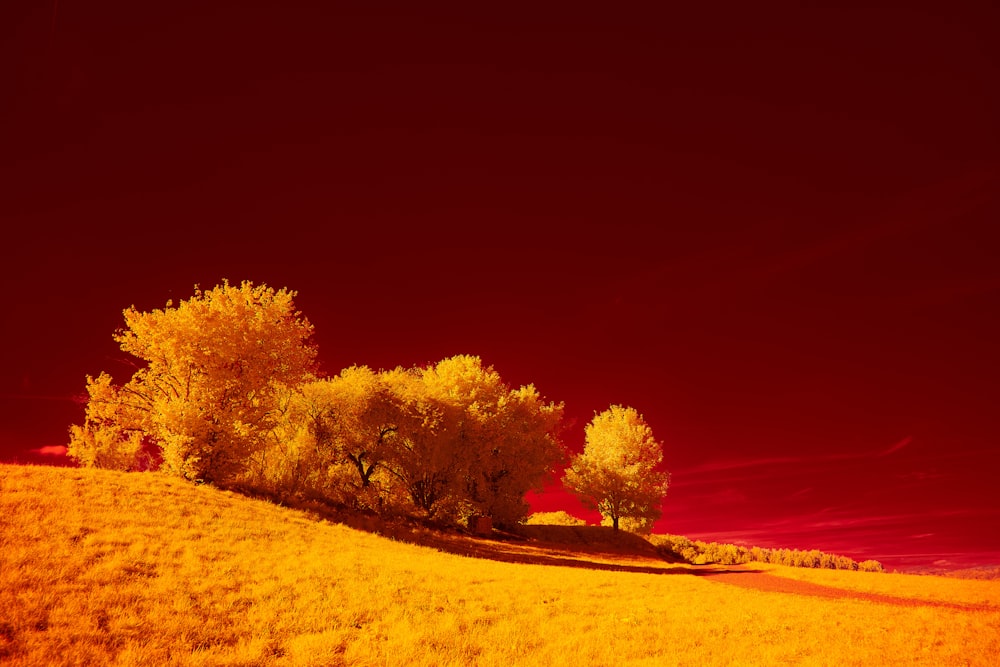 brown tree on brown field during night time