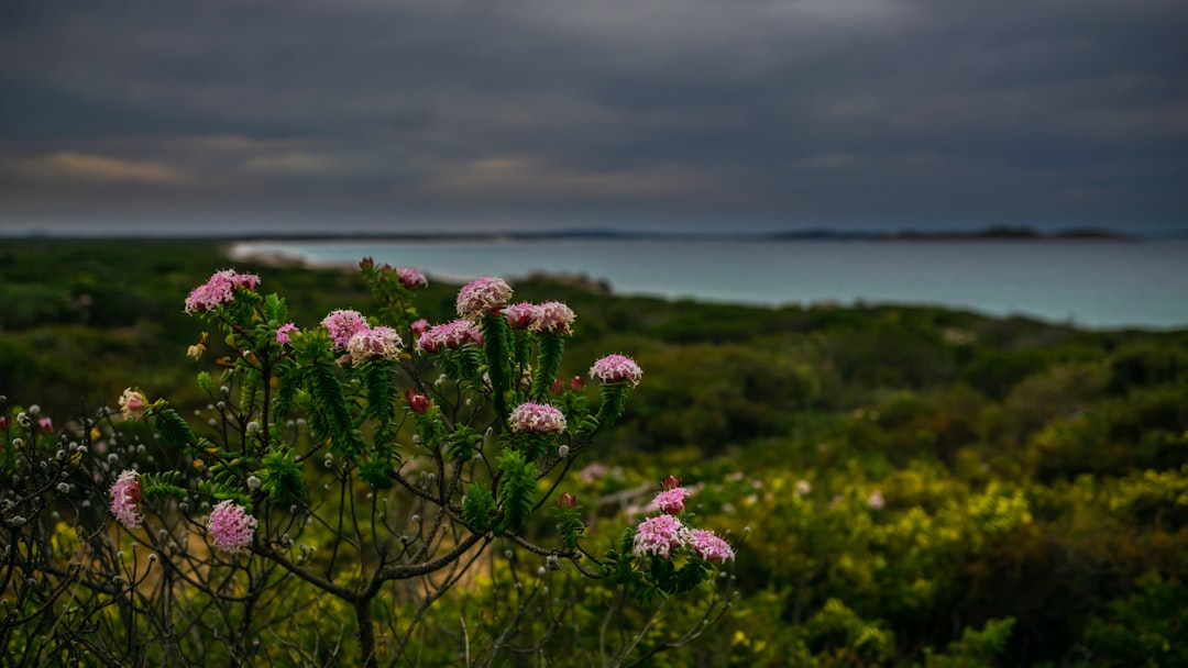 purple flowers in tilt shift lens