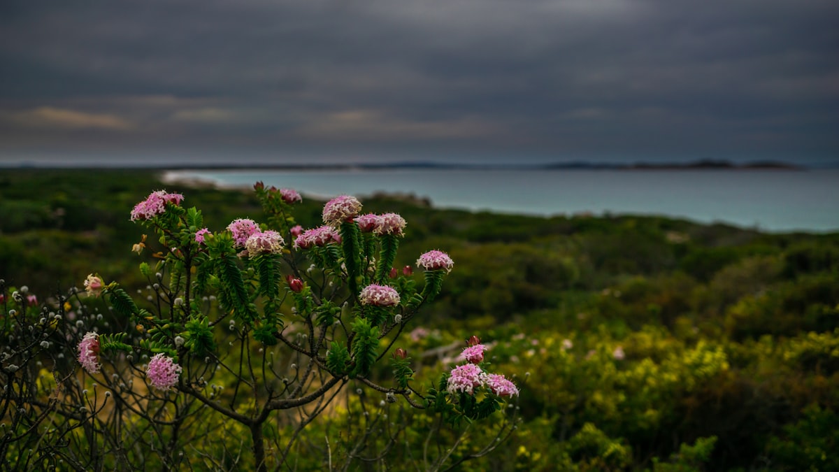 Kings Park Wildflower Festival displays in Perth September bloom