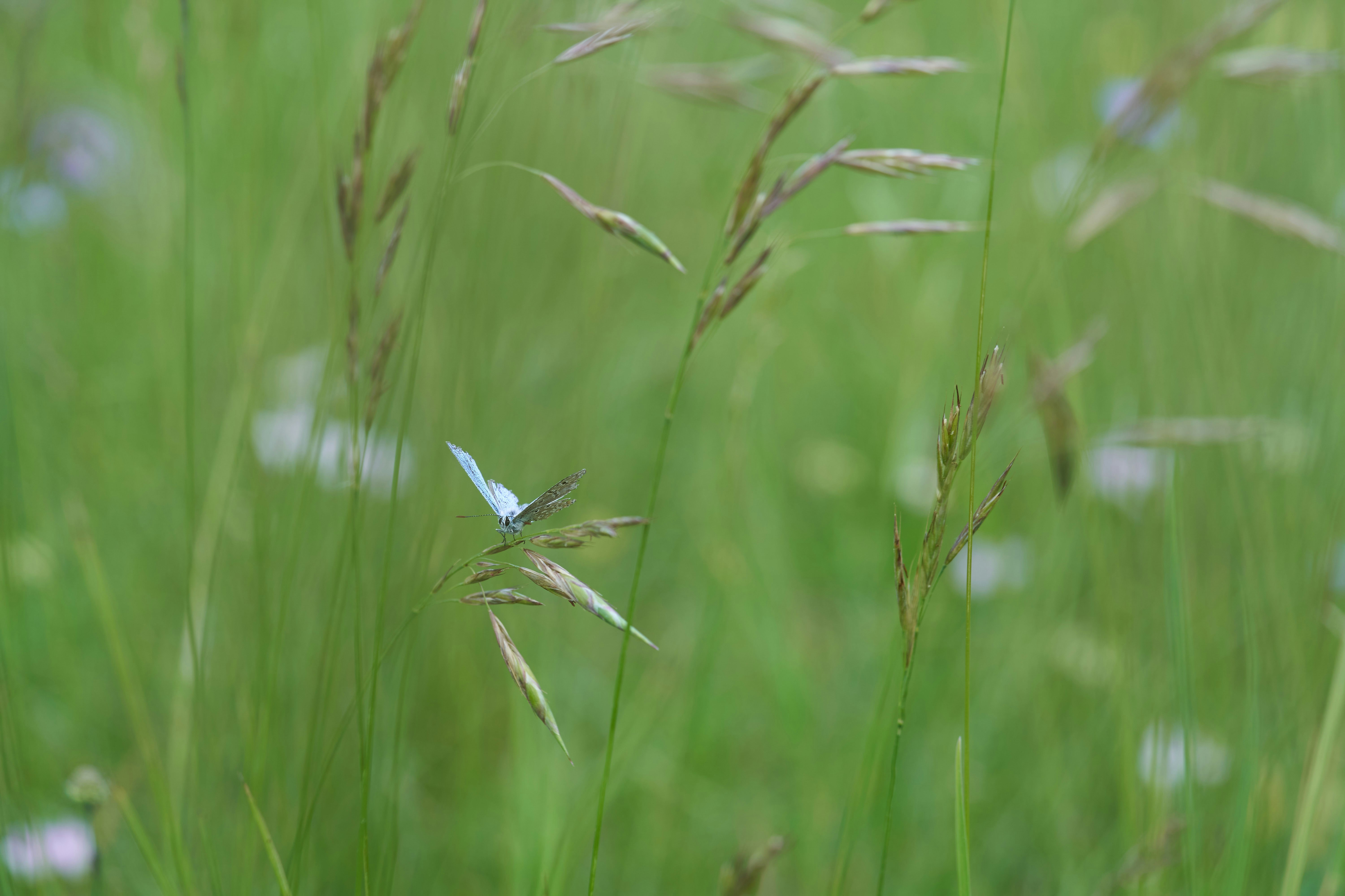 Photo by wolfgang_hasselmann