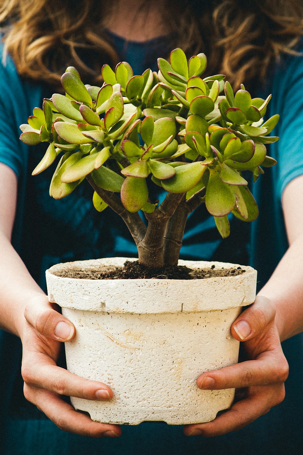 白い陶器の鉢に緑の植物