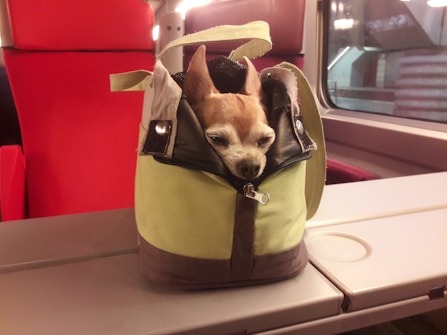 A small dog is comfortably nestled inside a green and brown bag, seemingly relaxed with its eyes partially closed. The bag is placed on a train table, and the background features red train seats and a window which reveals part of a train station.