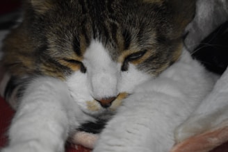 A close-up photo of Gismo lounging comfortably on a soft cream blanket, eyes half-closed in contentment.