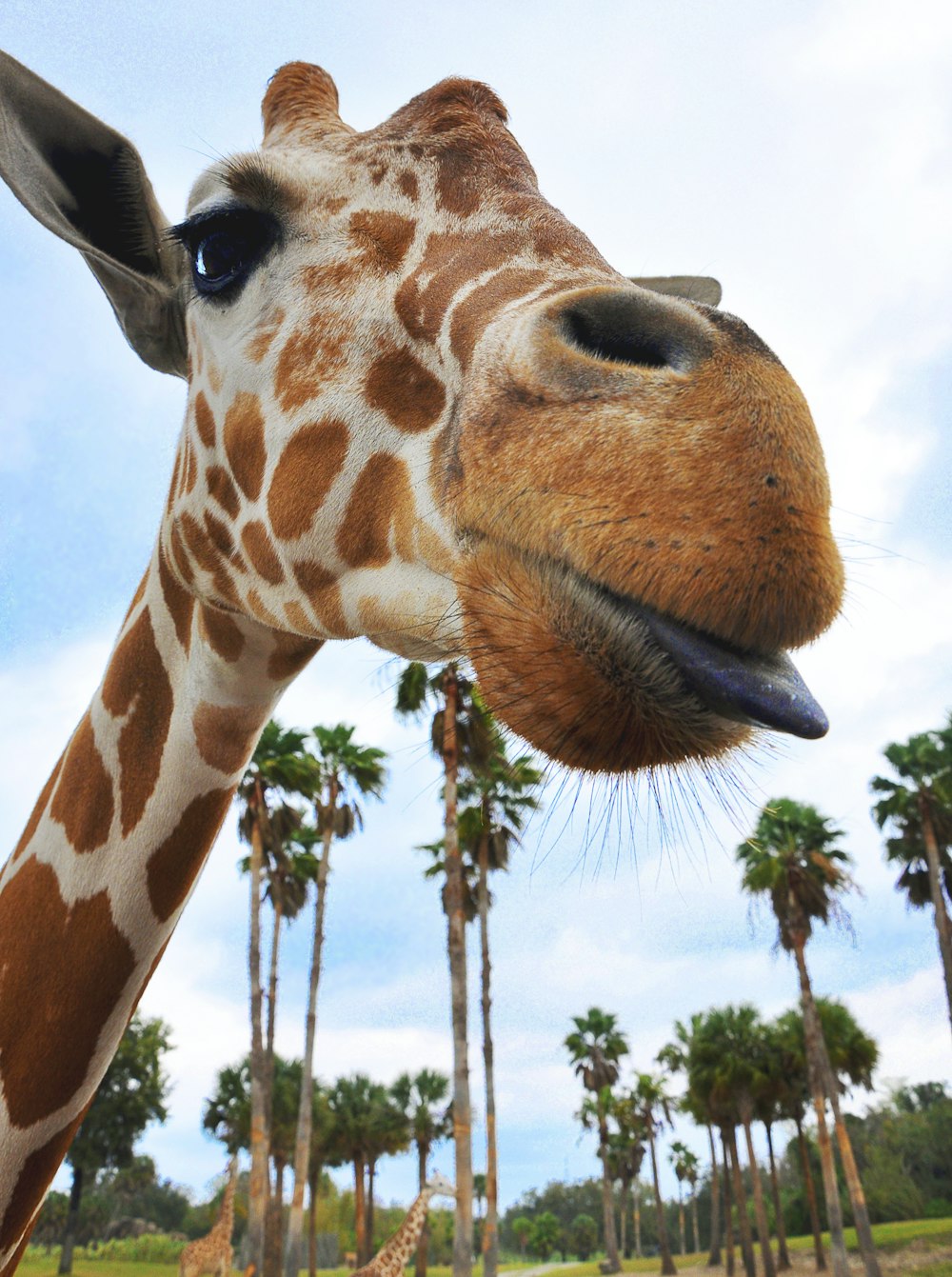 giraffe under blue sky during daytime