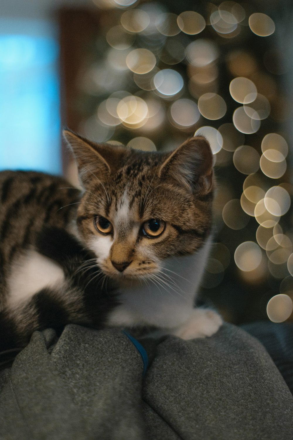 brown tabby cat on gray textile