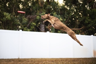 A joyful dog mid-air catching a bright orange frisbee in a sunny park