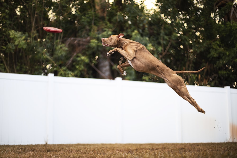 cão marrom de pelagem curta pulando em cerca branca durante o dia