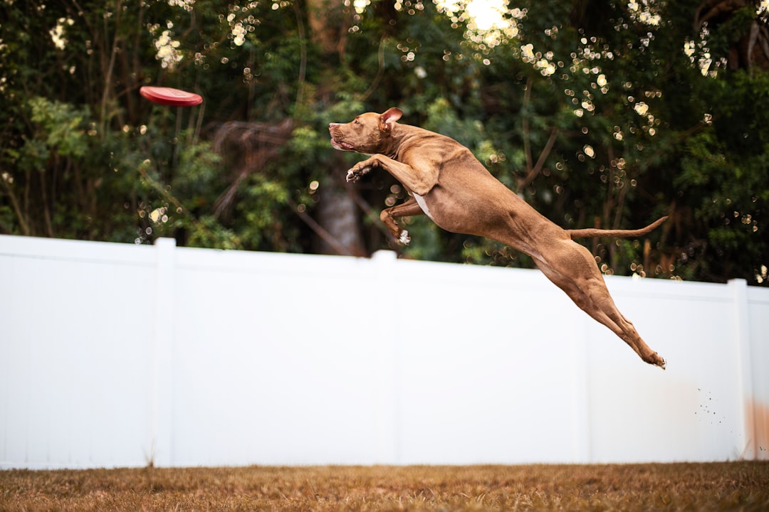 Effective Strategies for Addressing Dog Jumping Behavior