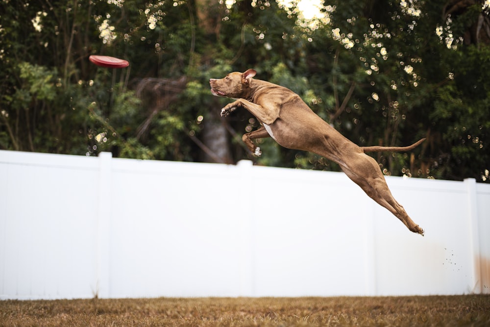 brown short coated dog jumping on white fence during daytime