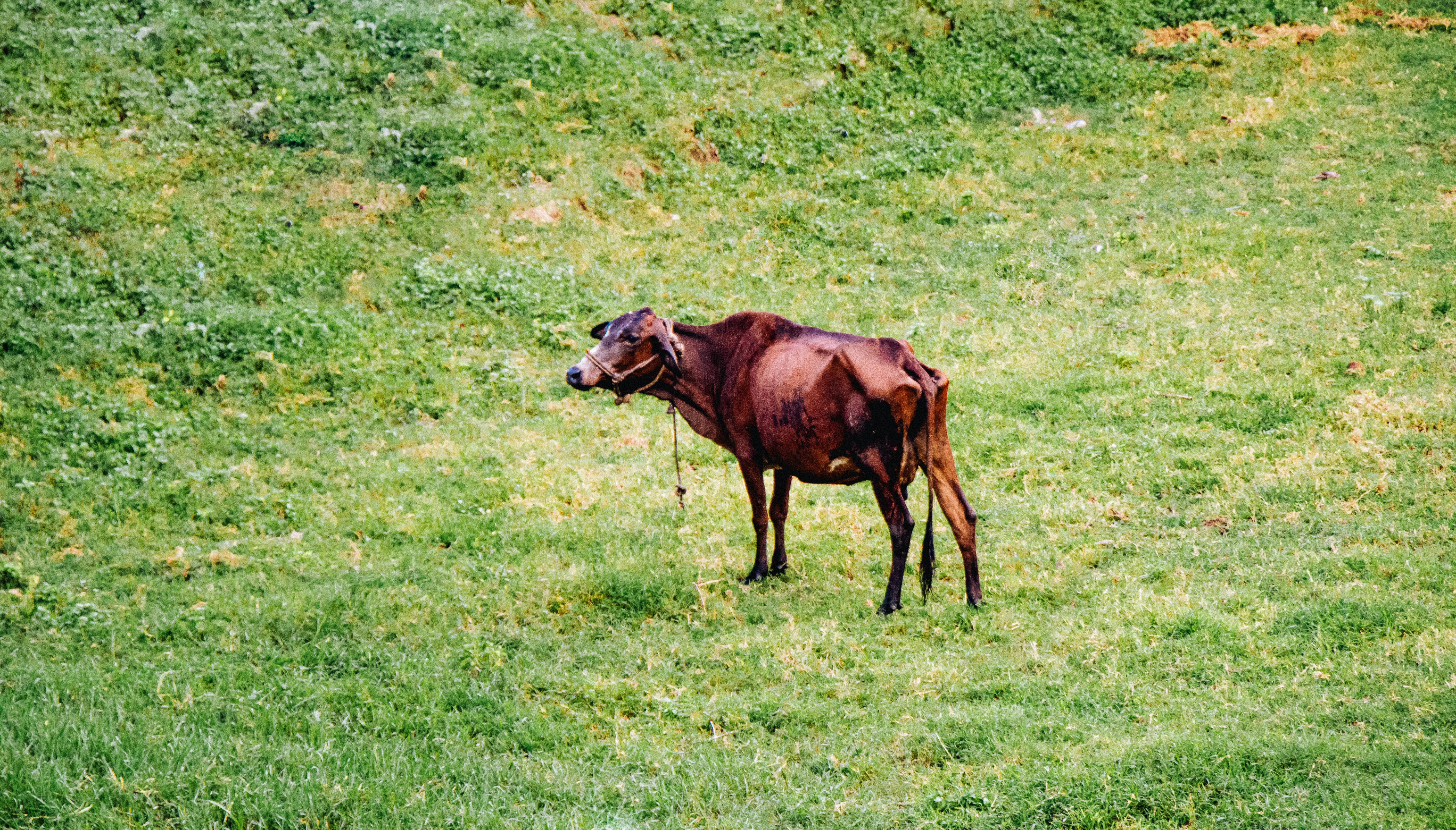 Vache brune sur un champ d’herbe verte pendant la journée