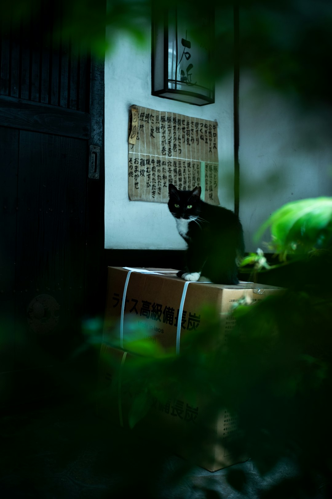 black cat on white wooden table