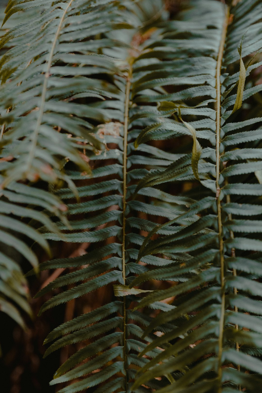 green and brown plant leaves