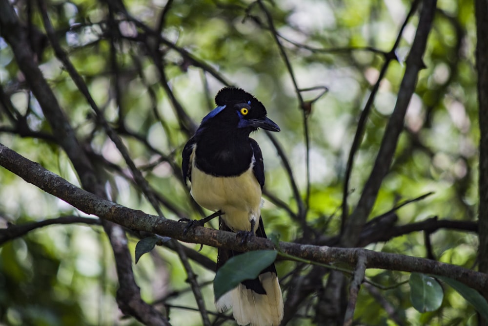 black and white bird on tree branch