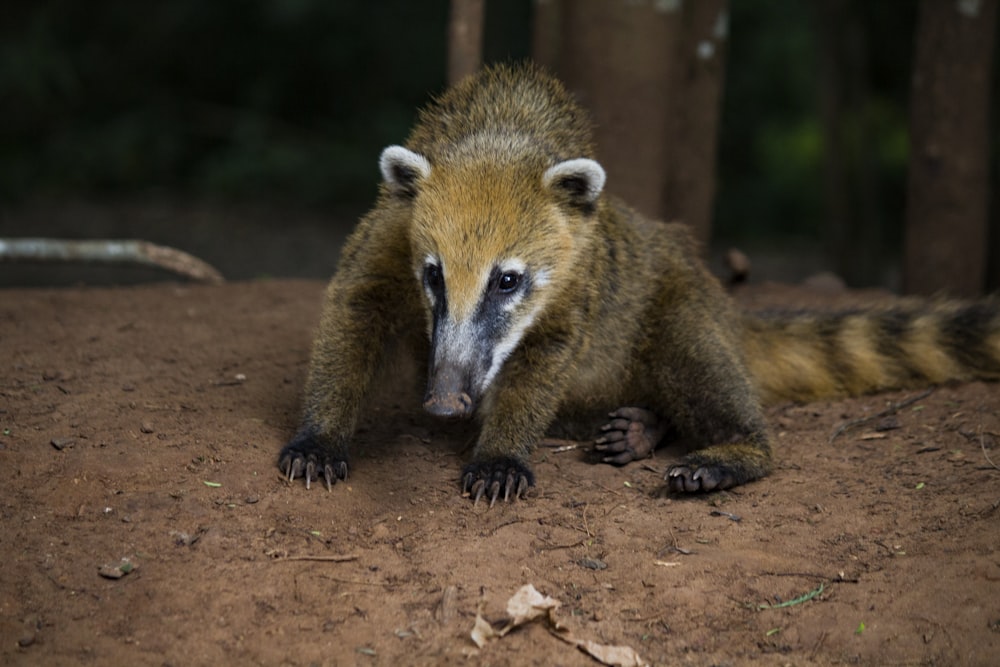 brown and white animal on brown soil