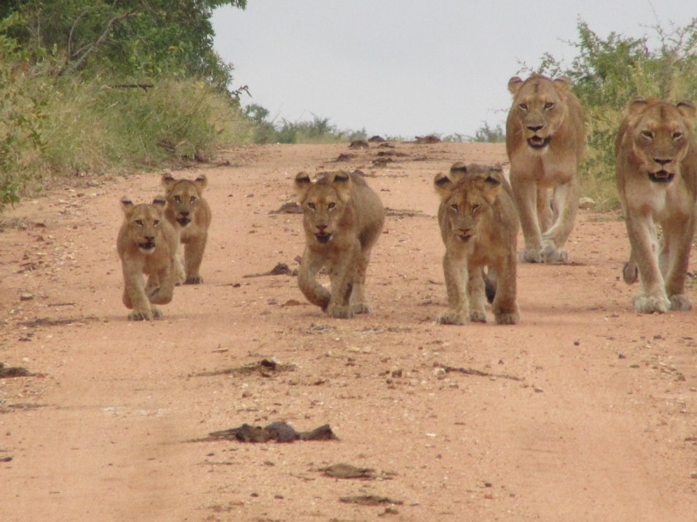 brown lion and lioness on brown sand during daytime