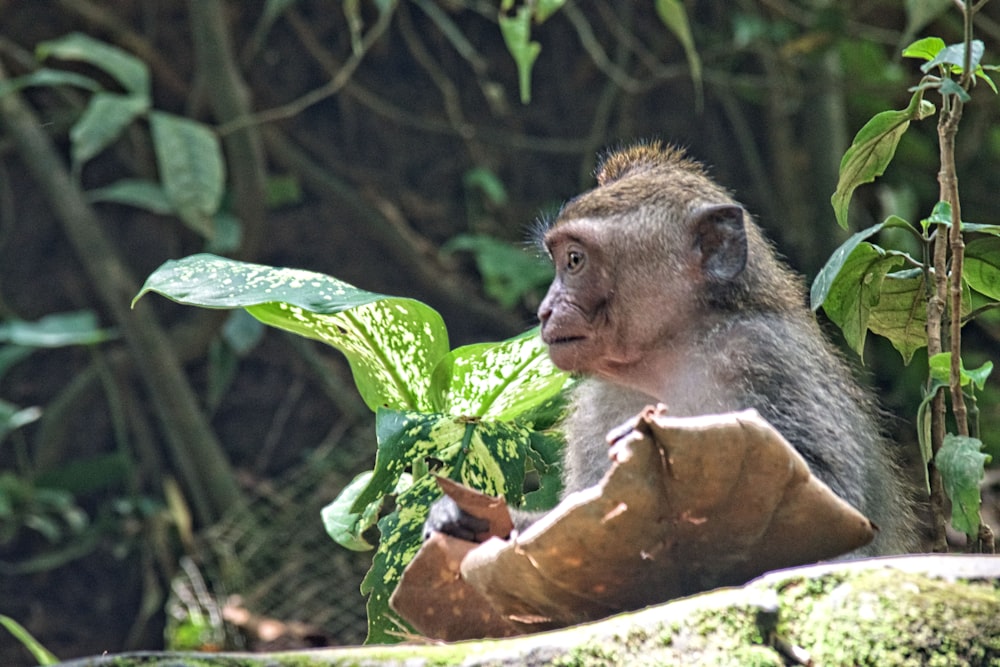 singe brun sur branche d’arbre