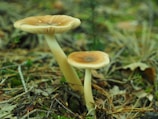 Two mushrooms with beige caps and thin white stems are growing on a forest floor. The ground is covered in brown leaves, twigs, and green moss, suggesting a natural woodland setting.