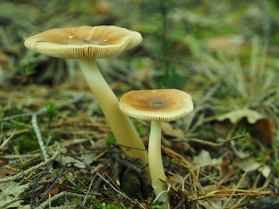 Two mushrooms with beige caps and thin white stems are growing on a forest floor. The ground is covered in brown leaves, twigs, and green moss, suggesting a natural woodland setting.