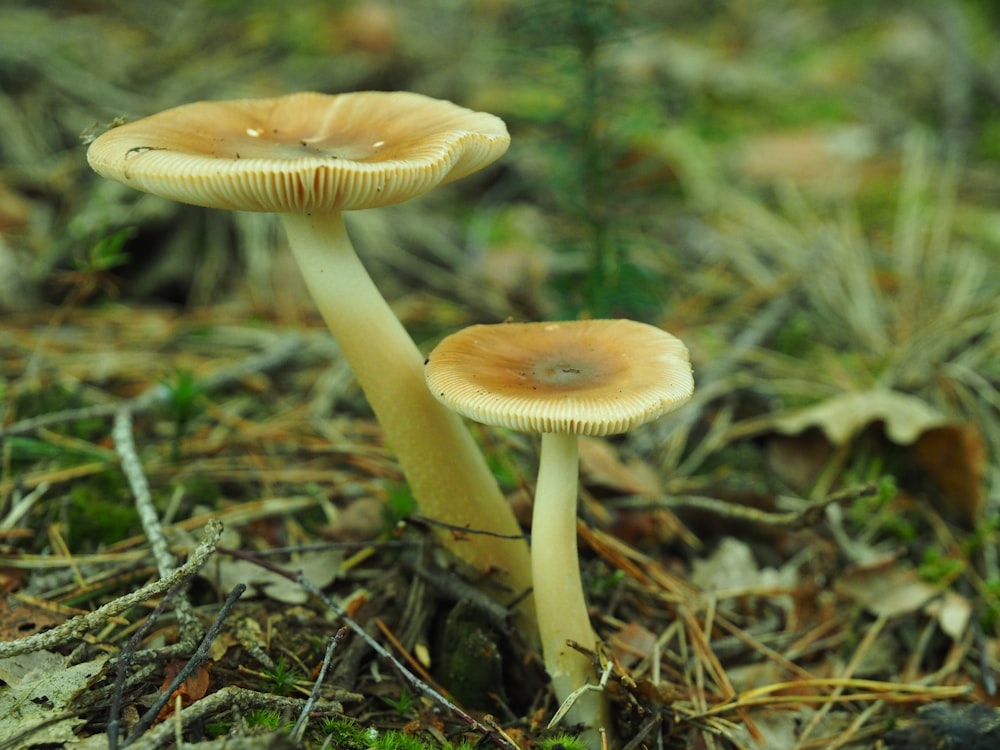 white and brown mushroom in close up photography