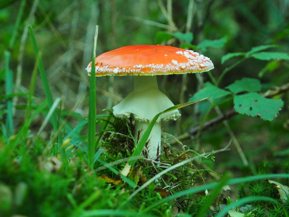 red and white mushroom in green grass field
