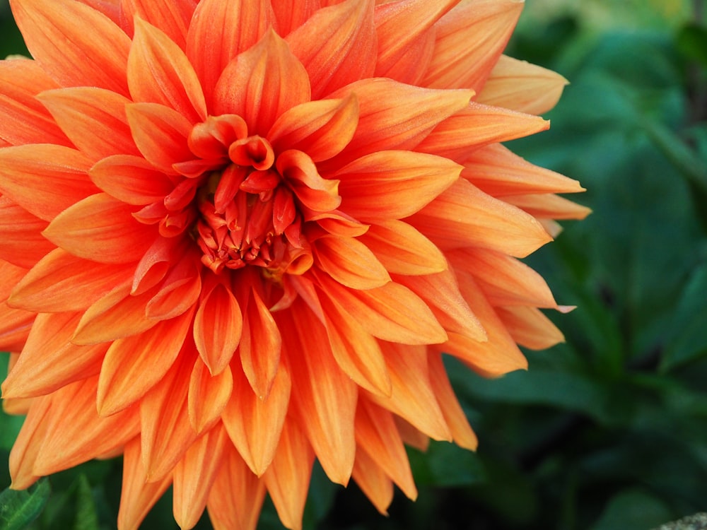 orange flower in tilt shift lens