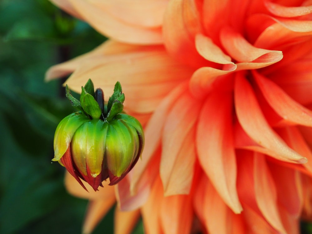 orange and green flower in macro shot