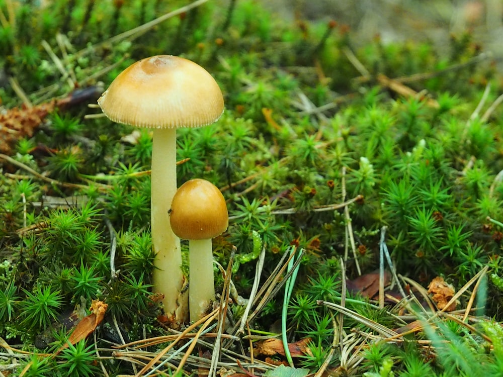 white and brown mushroom in green grass