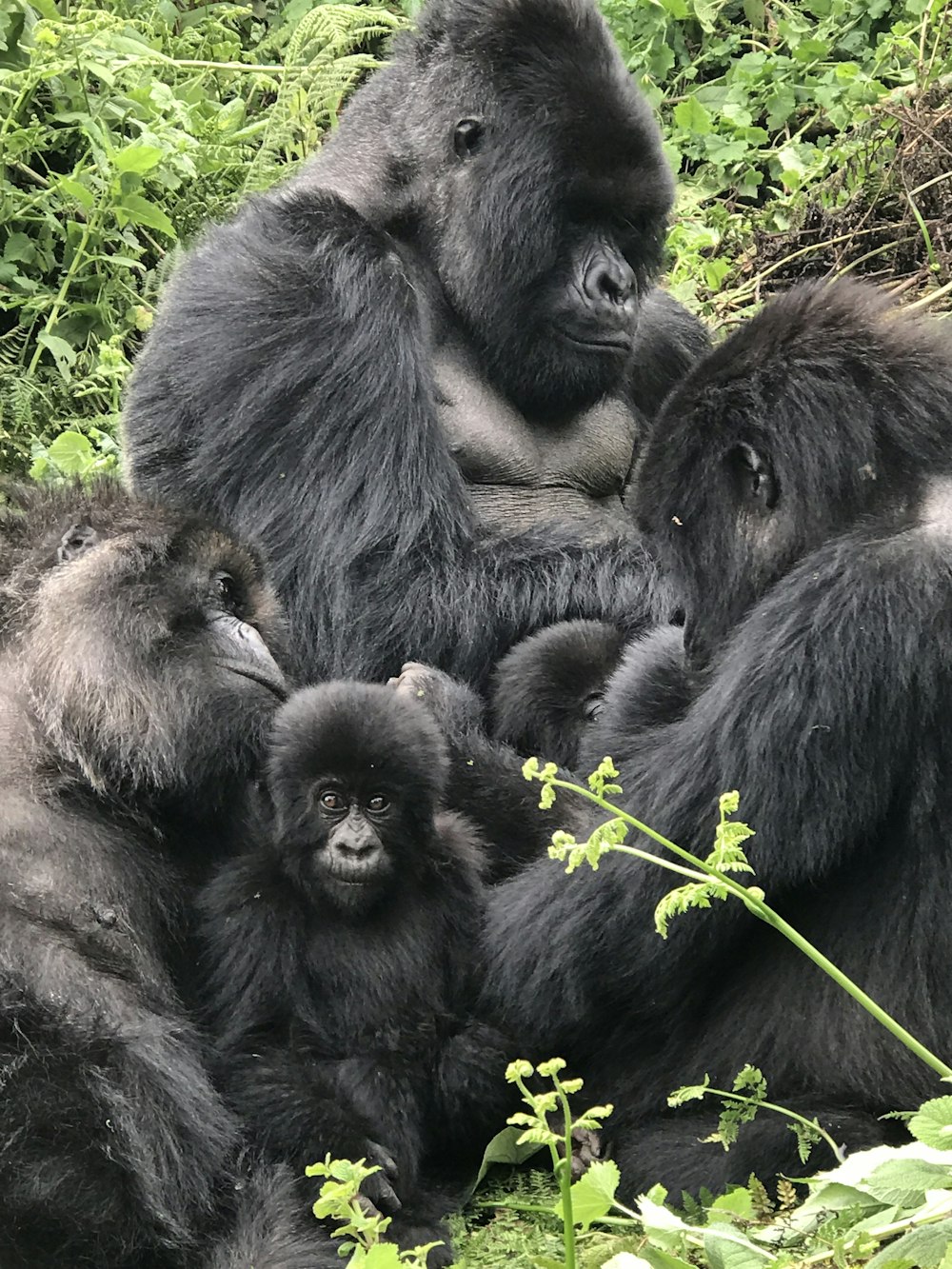 black gorilla lying on green grass during daytime