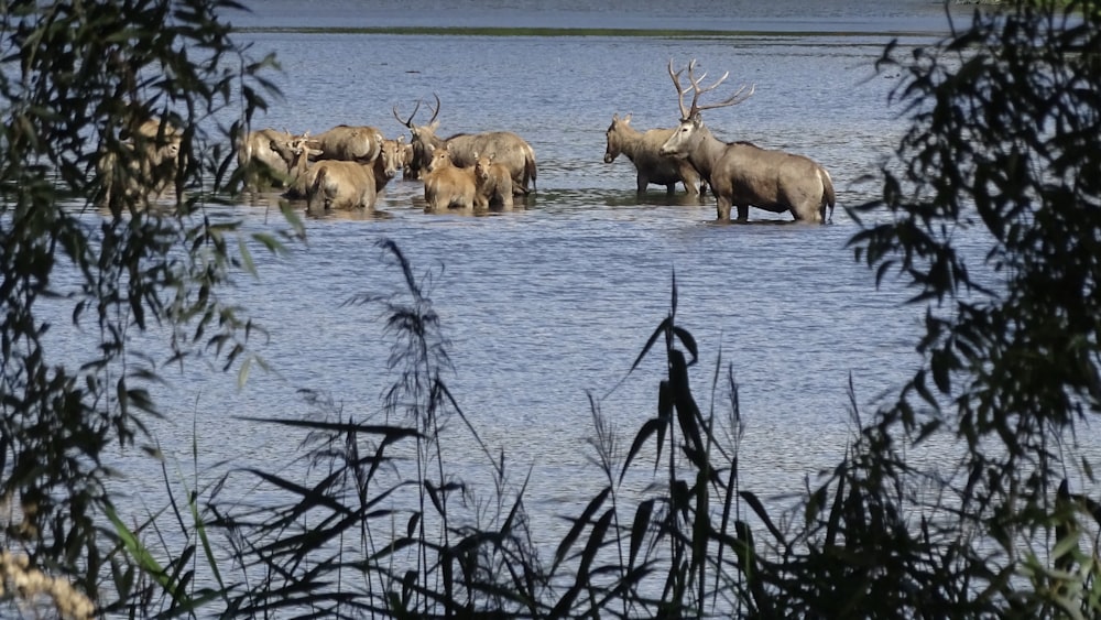 herd of deer on water