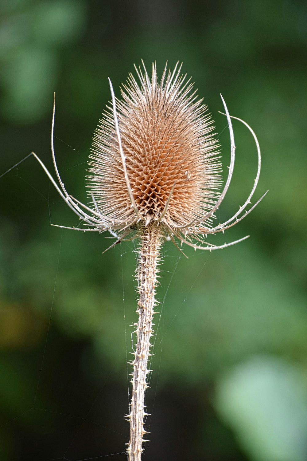 white dandelion in close up photography