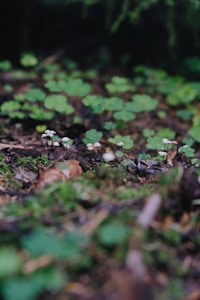 Tiny mushrooms grow on a forest floor amidst a scattering of green clover leaves. The ground is covered with moss and earthy debris, creating a natural and serene woodland scene.
