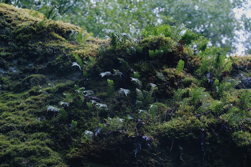 green moss on brown soil