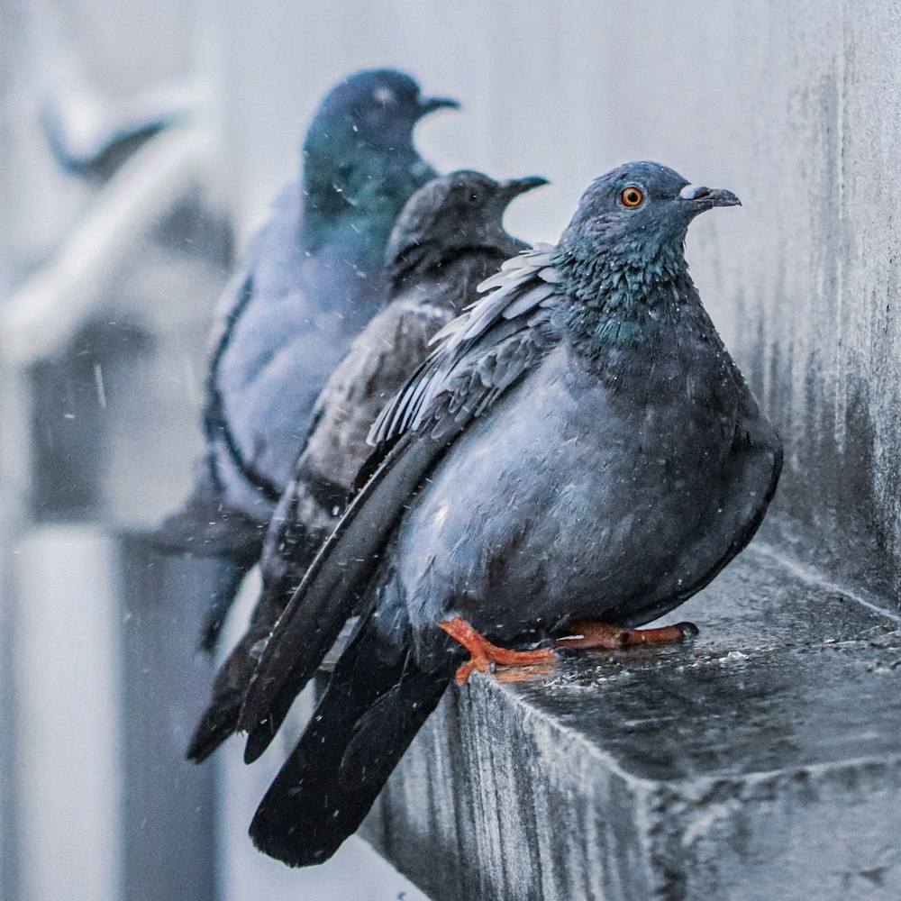 black and gray bird on gray concrete fence during daytime